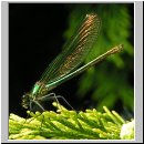 Calopteryx splendens - Gebaenderte Prachtlibelle w01.jpg